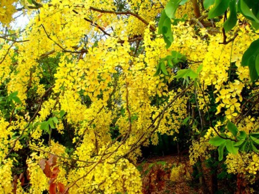 Passion for nature and art