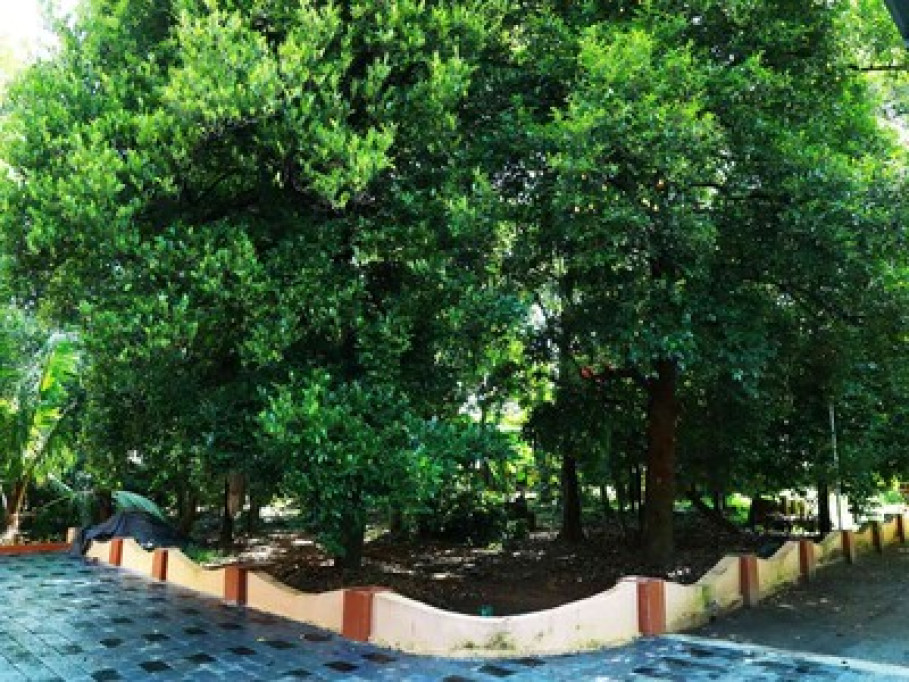 Back Packers Cochin Villa
