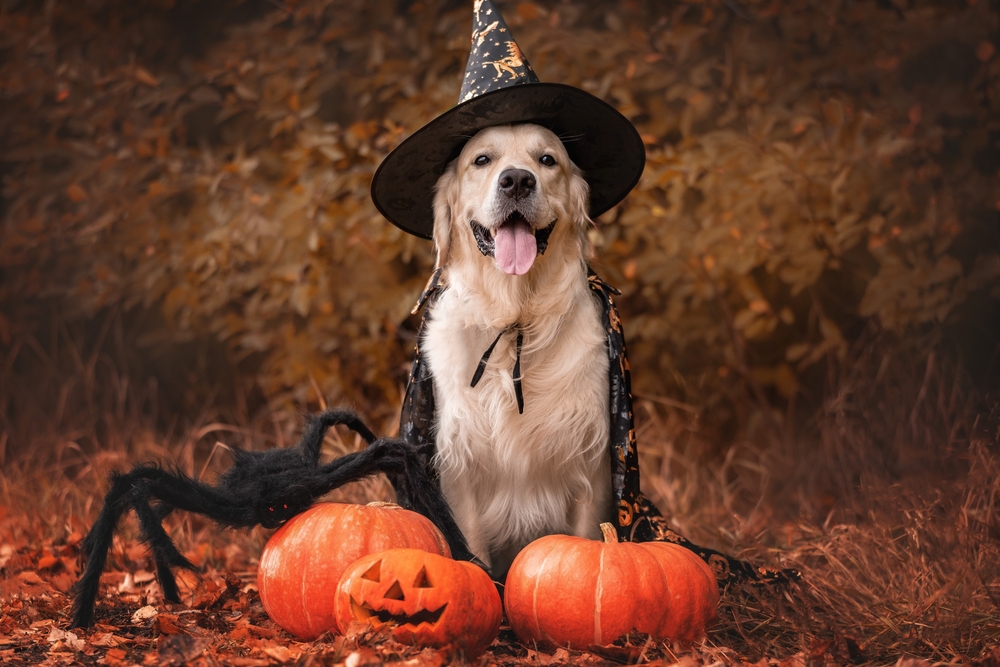 pumpkin costumes